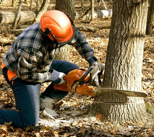 Tree Removal in Wallis, TX